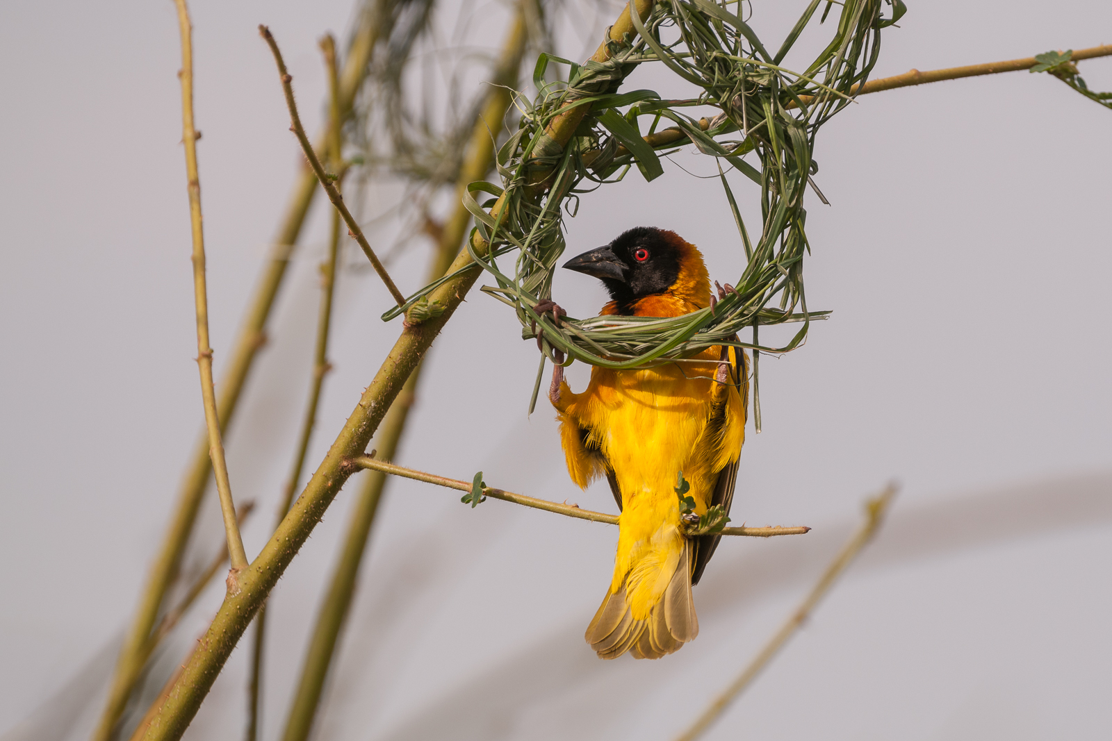 Masked Weaver, Queen Elizabeth National Park, Uganda