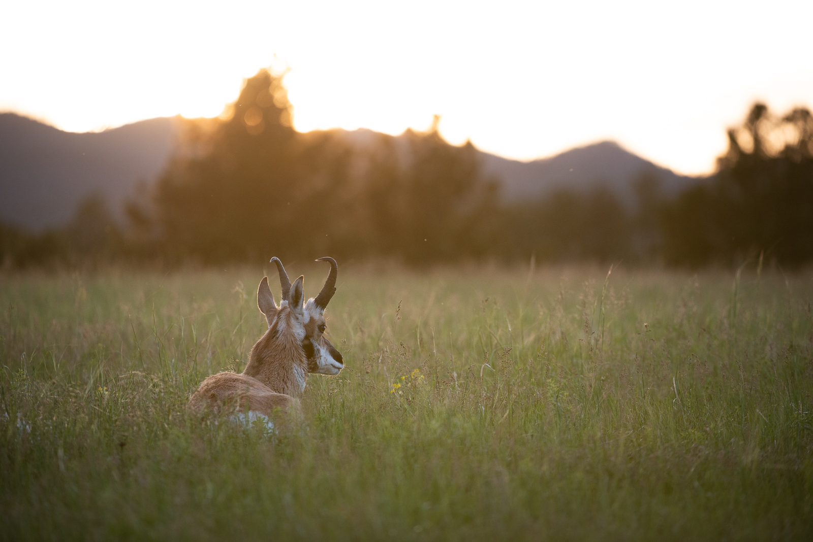Pronghorn, Wind Cave National Park, South Dakota