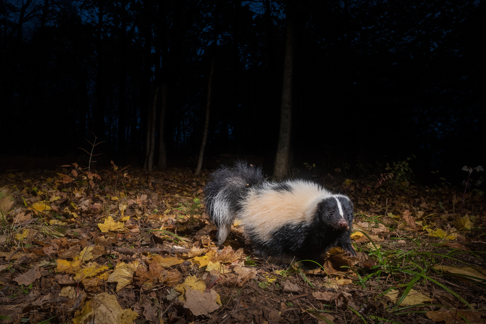 Striped Skunk, Farmington, Connecticut