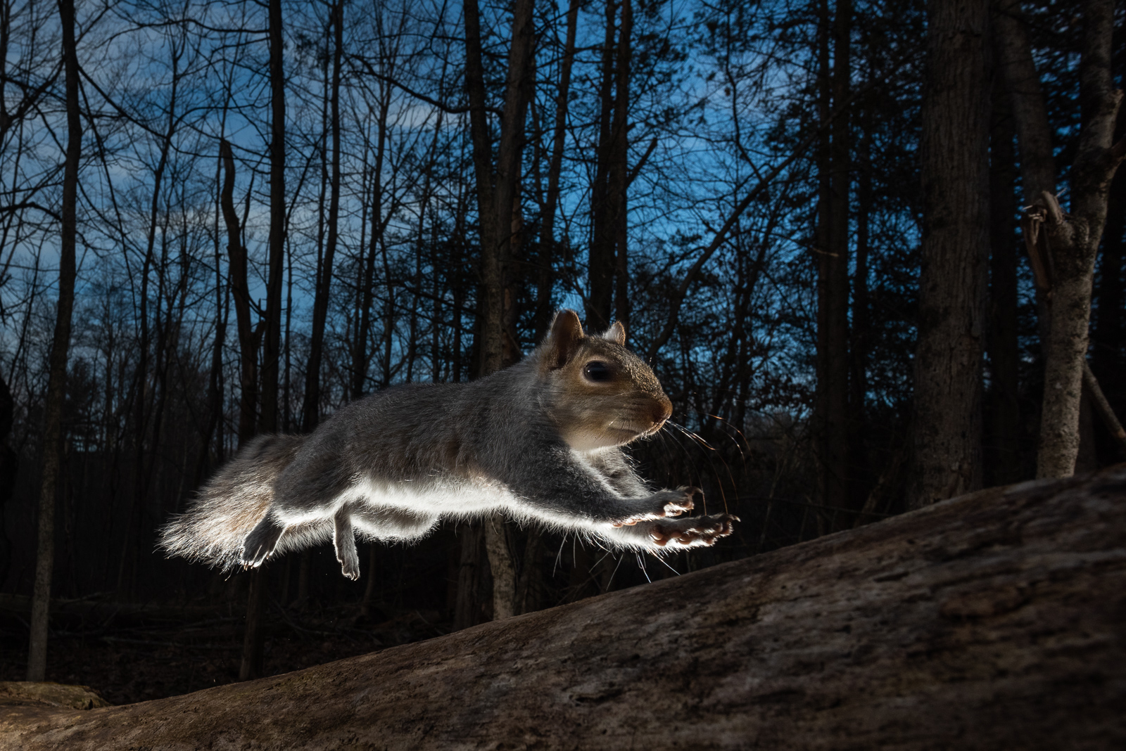 Airborne Squirrel, Farmington, Connecticut
