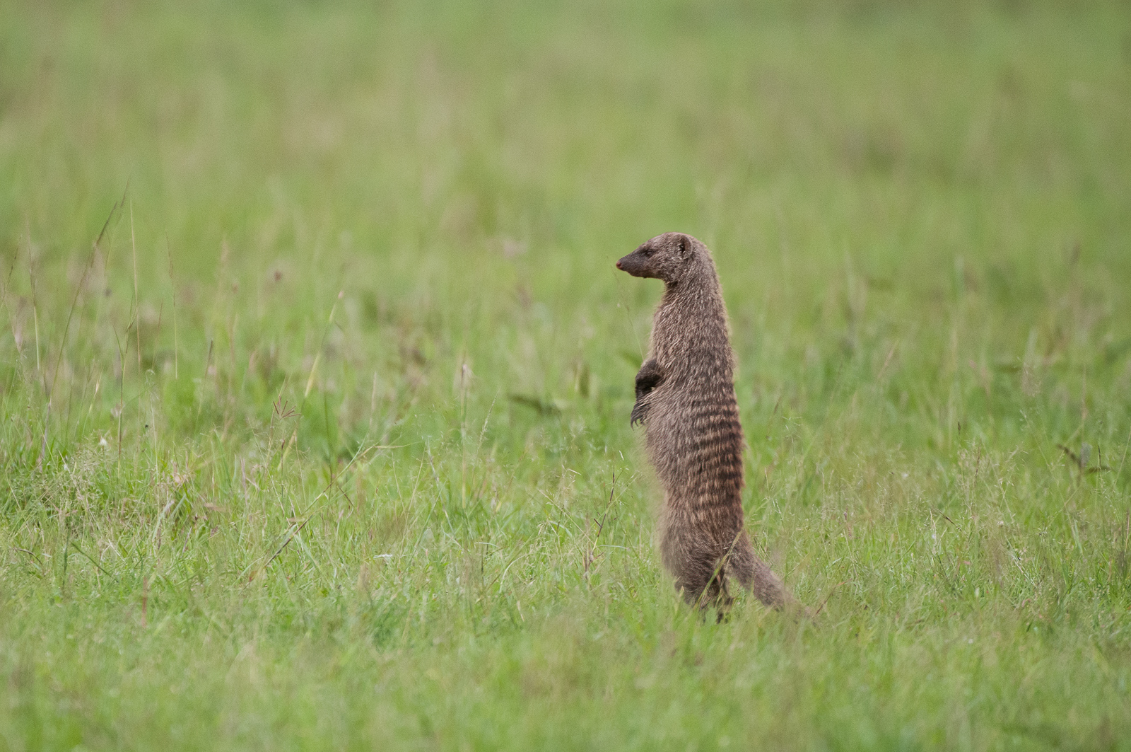 Banded Mongoose, Masai Mara, Kenya