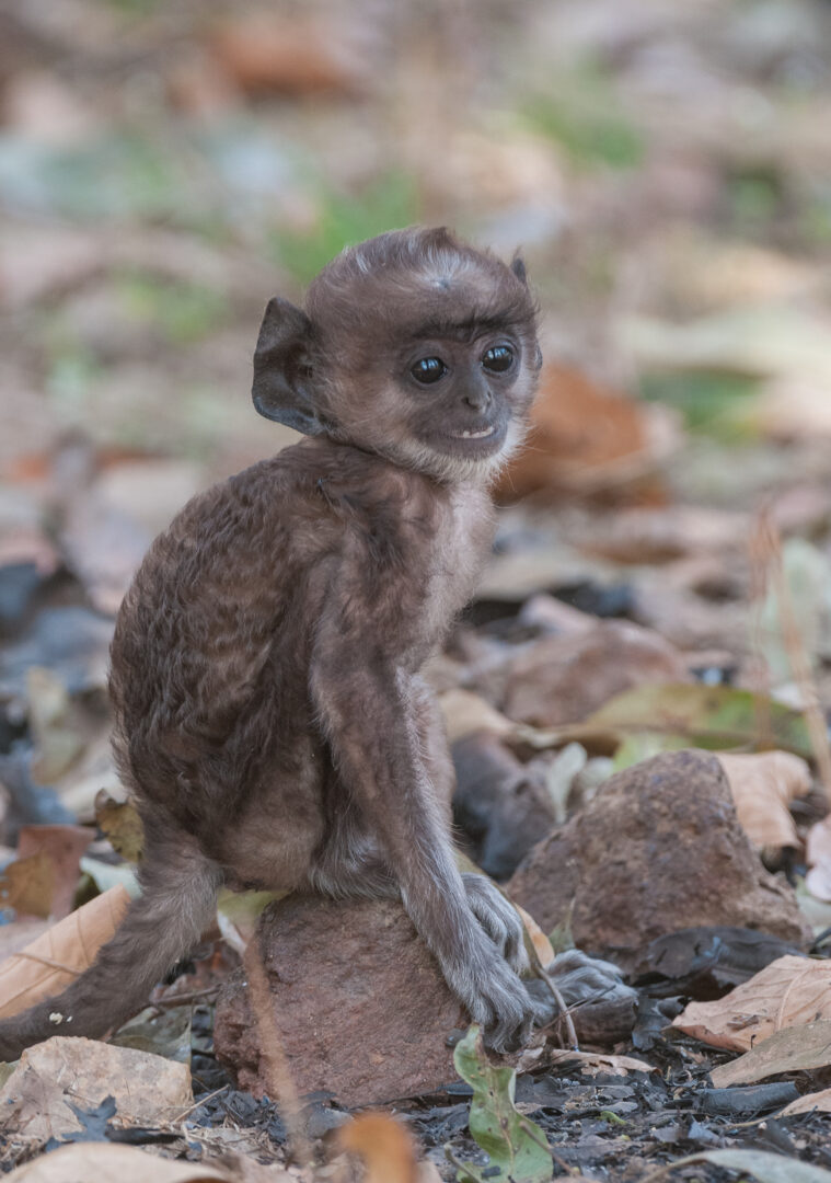 Baby Langur, Kanha National Park, India