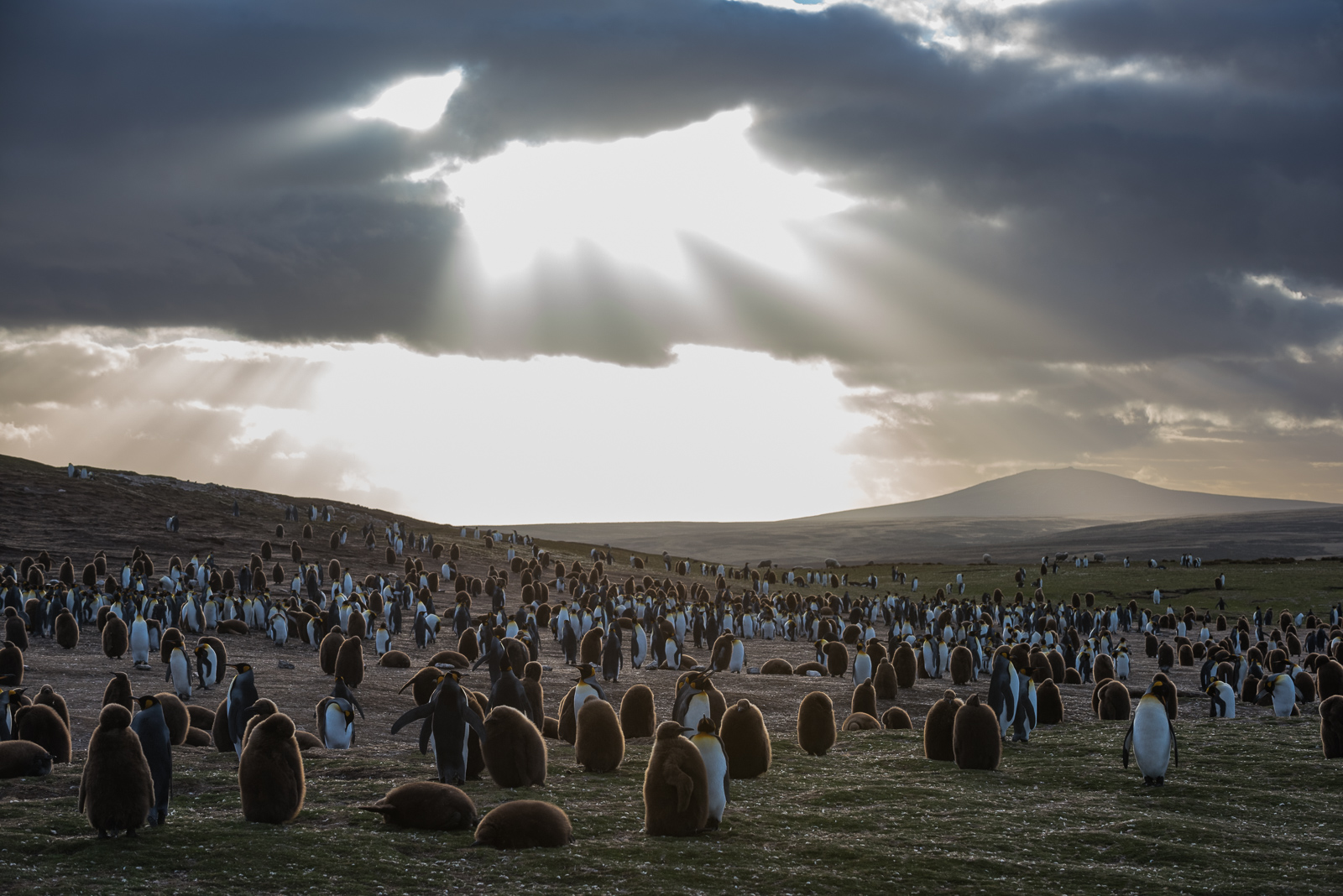 King Penguin Colony, Falkland Islands