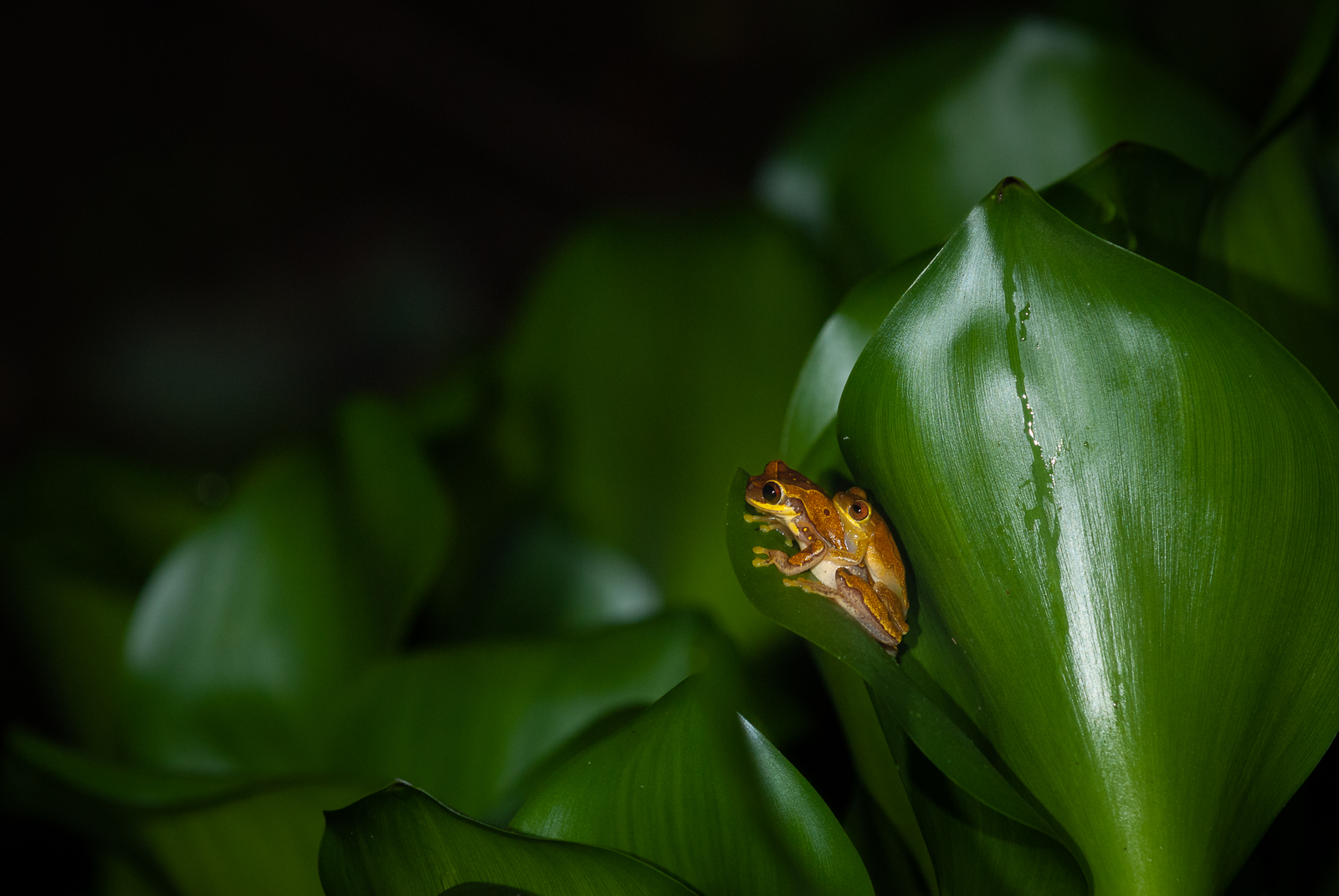 Pantless Treefrogs Mating, Pavones, Costa Rica