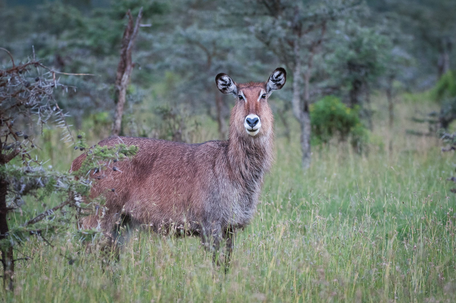 Waterbuck, Ol Pajeta Conservancy, Kenya