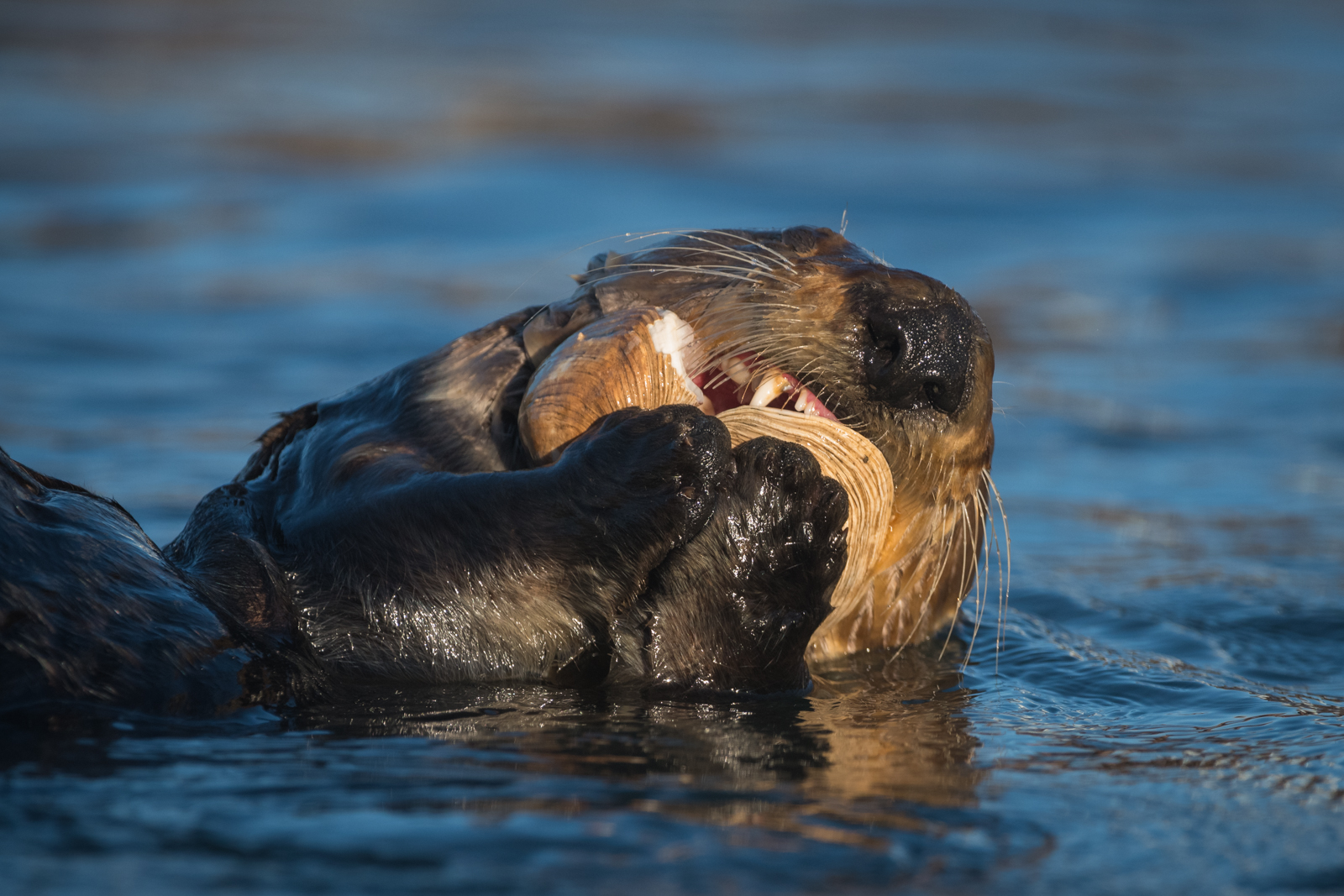 Sea Otter with Clam, Morro Bay, California