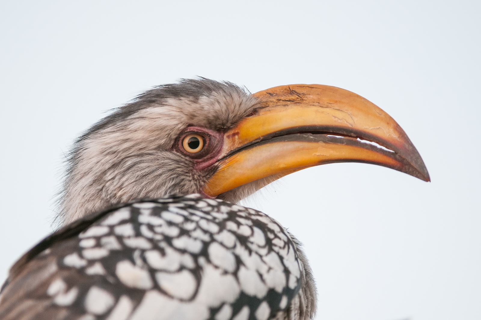 Southern Yellow Hornbill, Botswana