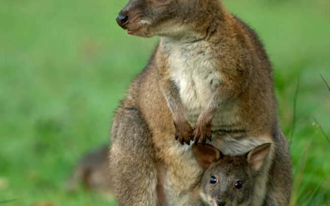 Pademelon • Lamington National Park, Queensland, Australia