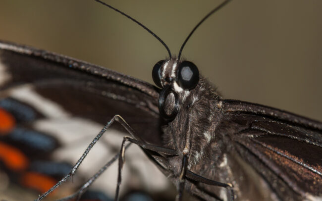 Orchard Swallowtail • Kuranda, Queensland, Australia