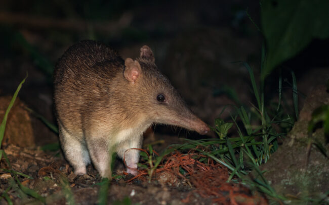 Bandicoot • Atherton Tablelands, Queensland, Australia