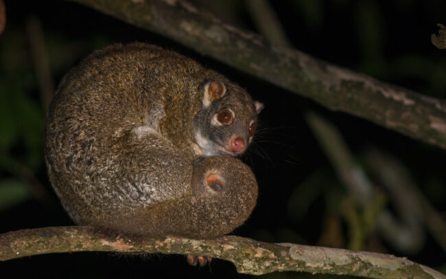 Green Ringtail Possum • Atherton Tablelands, Queensland, Australia