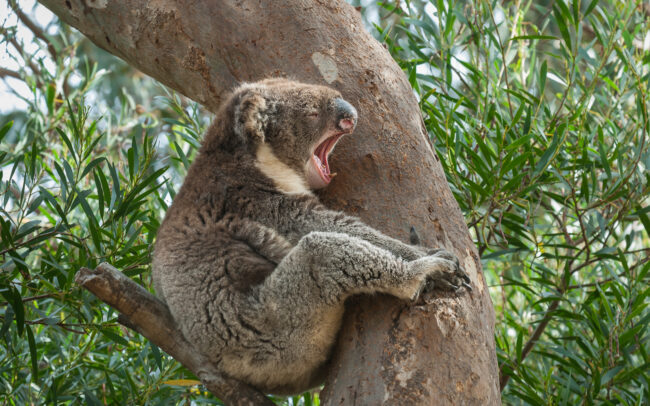 Koala • Hansen Bay, Kangaroo Island, South Australia