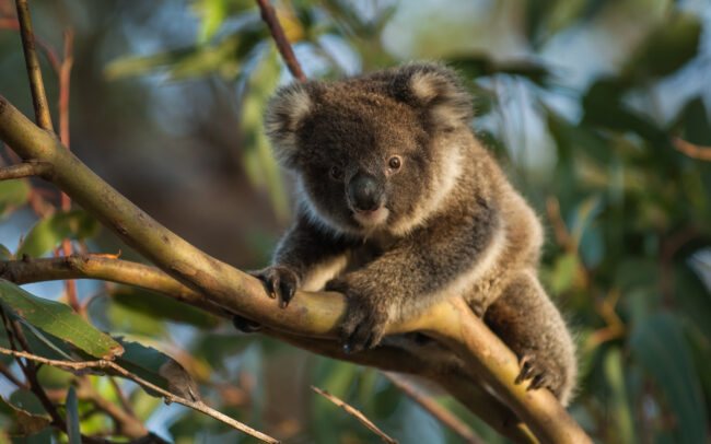 Koala • Hansen Bay, Kangaroo Island, South Australia