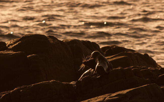 New Zealand Fur Seal • Flinders Chase National Park, Kangaroo Island, South Australia