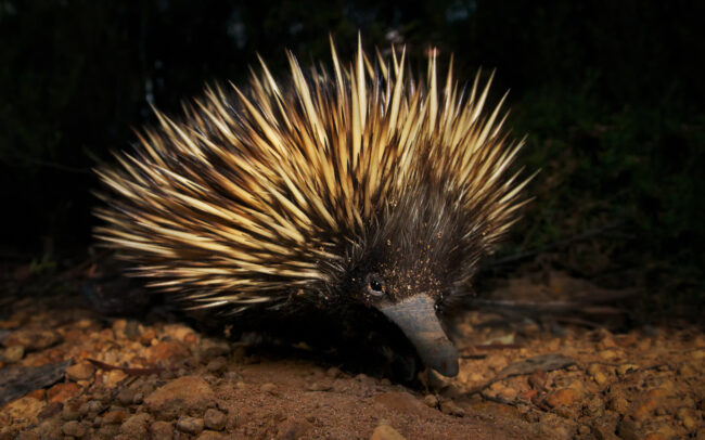 Echidna • Flinders Chase National Park, Kangaroo Island, South Australia