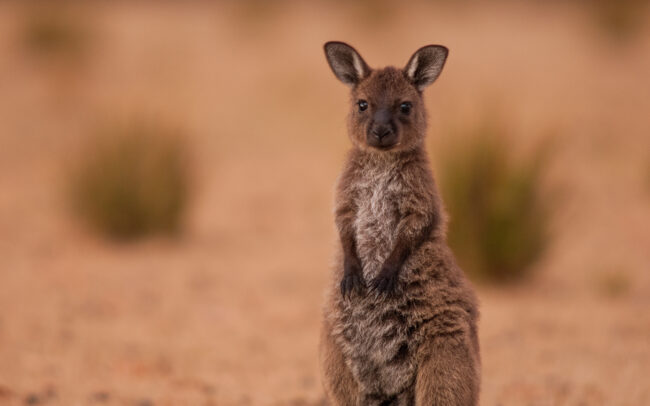 Western Grey Kangaroo • Flinders Chase National Park, Kangaroo Island, South Australia