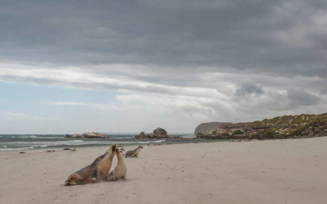 Australian Sea Lions • Kangaroo Island, South Australia