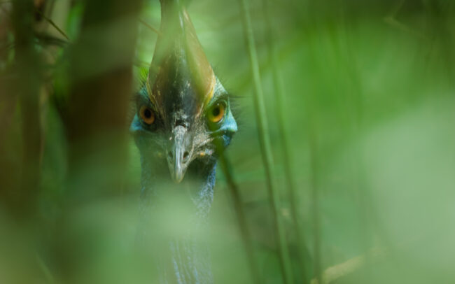Cassowary • Daintree National Park, Queensland, Australia