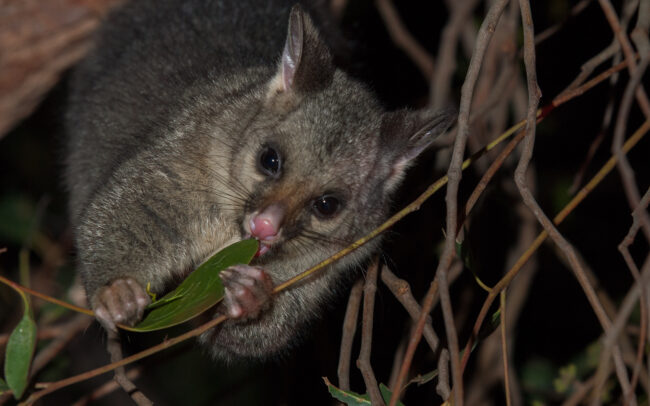 Common Brushtail Possum • Flinders Chase National Park, Kangaroo Island, South Australia
