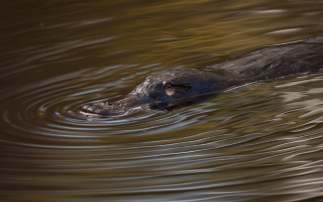 Platypus • Flinders Chase National Park, Kangaroo Island, South Australia