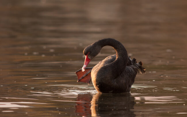 Black Swan • Kingscote, Kangaroo Island, South Australia
