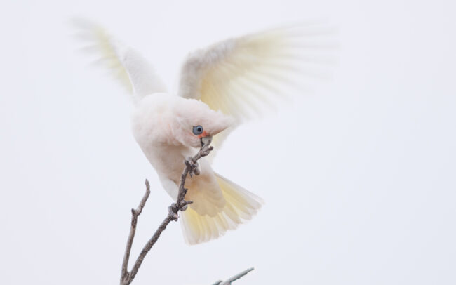 Little Corella • Kingscote, Kangaroo Island, South Australia