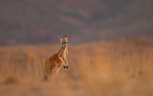 Red Kangaroo • Flinders Ranges National Park, South Australia