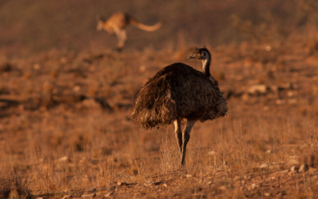 Emu and Kangaroo • Flinders Ranges National Park, South Australia
