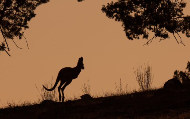 Common Wallaroo • Flinders Ranges National Park, South Australia