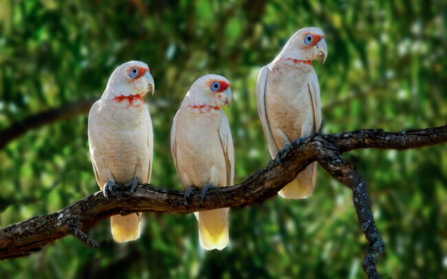 Long-Billed Corellas • Grampians National Park, Victoria, Australia
