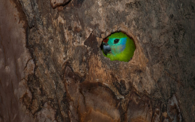 Fig Parrot • Daintree National Park, Queensland, Australia