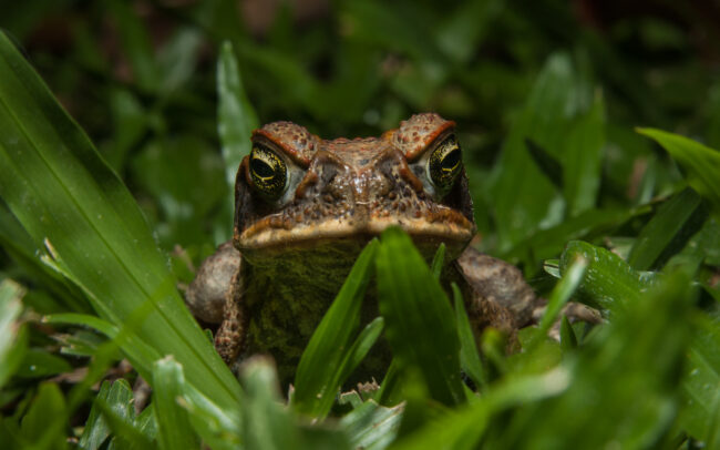 Cane Toad • Daintree Village, Queensland Australia