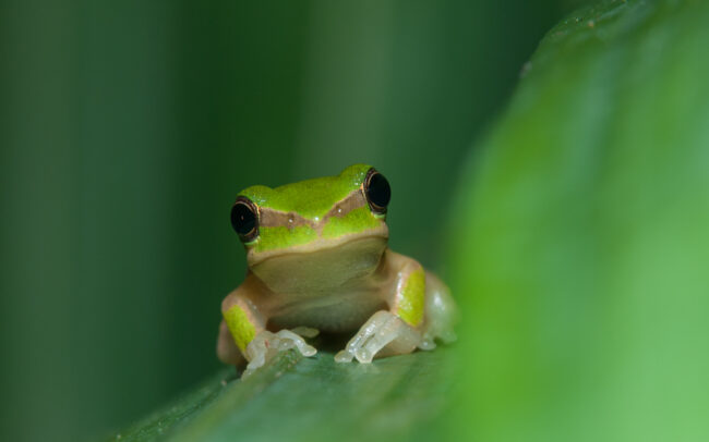 Dainty Tree Frog • Daintree Village, Queensland, Australia