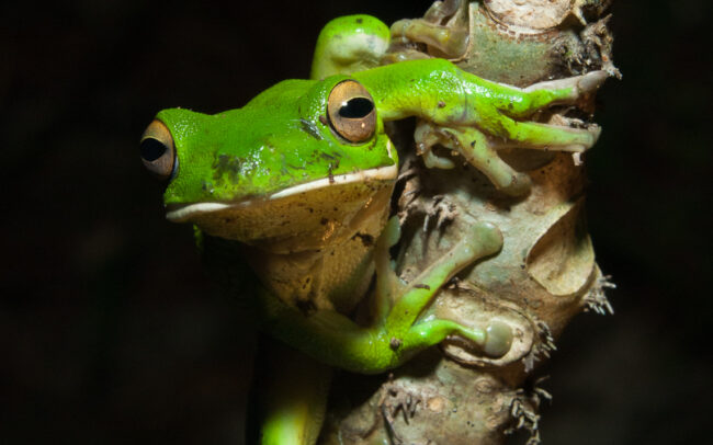 White-Lipped Tree Frog • Daintree Village, Queensland, Australia
