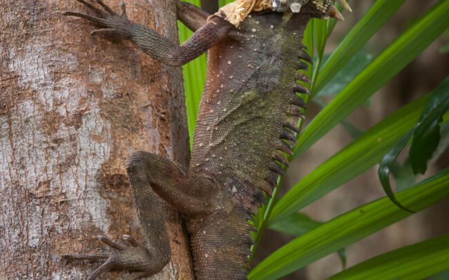 Boyd's Water Dragon • Noosa, Queensland, Australia