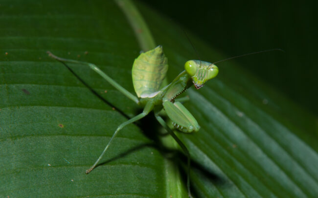 Praying Mantis • Daintree National Park, Queensland, Australia