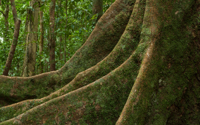 Fig and Moss • Mossman Gorge, Queensland, Australia