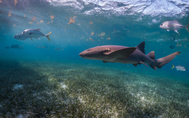 Nurse Shark • Shark Ray Alley, Belize