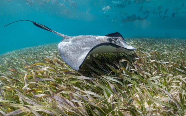 Southern Stingray • Shark Ray Alley, Belize