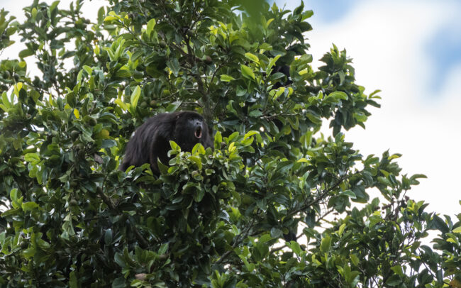 Black Howler Monkey • Caracol, Belize