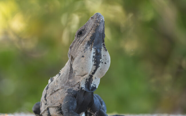 Black Spiny-Tailed Iguana • Ambergris Caye, Belize