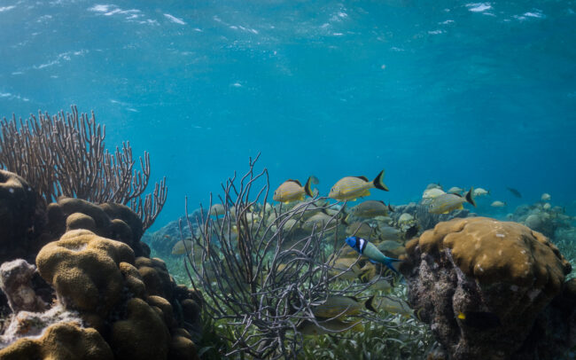 Bluehead Wrasse • Hol Chan Marine Reserve, Belize