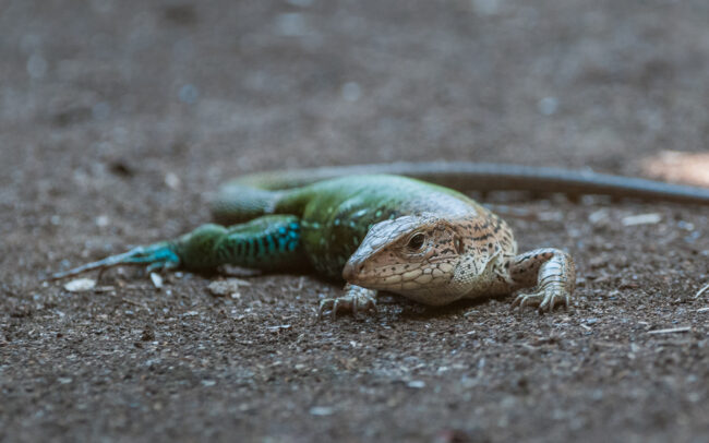 Green Lizard • Pampas Region, Bolivia