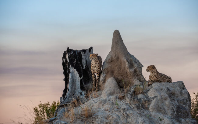 Cheetahs and Termite Mound • Linyanti Concession, Botswana.