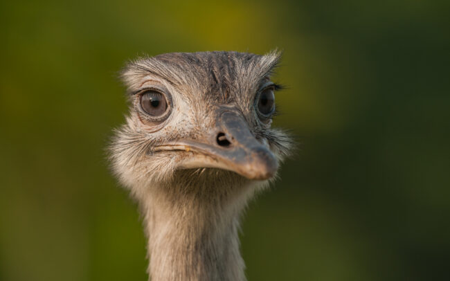 Greater Rhea • Rurrenabaque, Bolivia
