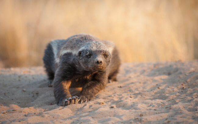 Honey Badger • Central Kalahari Game Reserve, Botswana
