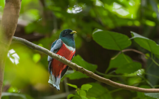 Collared Trogon • Tuichi River, Bolivia