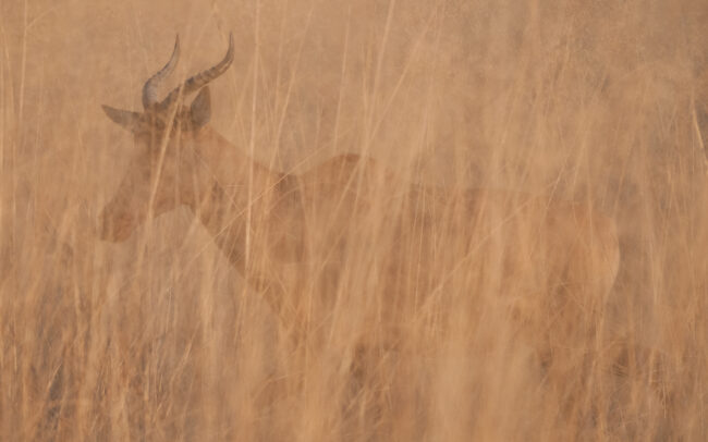 Tsessebe • Okavango Delta, Botswana
