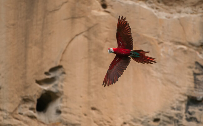 Red and Green Macaw • Tuichi River, Bolivia