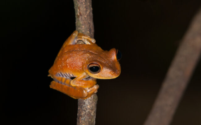 Convict Tree Frog • Madidi National Park, Bolivia